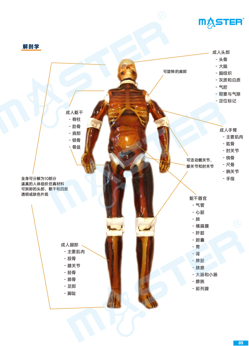 True Phantom Solutions 影像学检查模拟人彩页官网-3.jpg